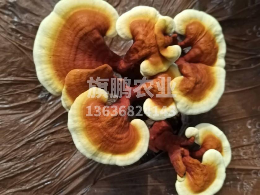 旗鹏农业 旗鹏农业