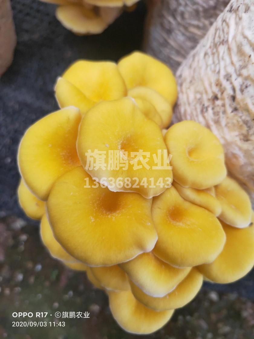 旗鹏农业 旗鹏农业